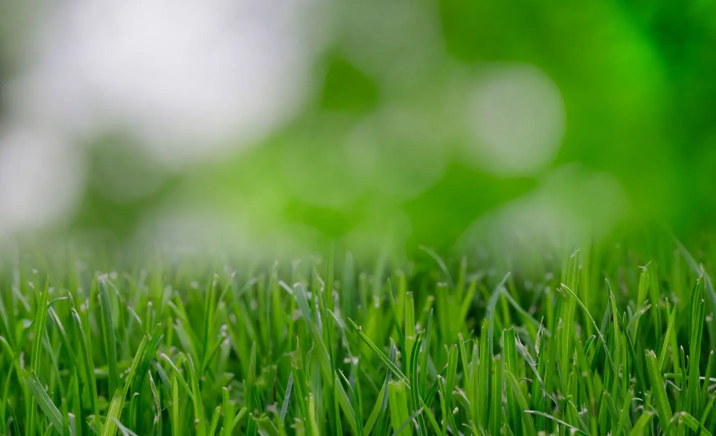 Stendere il prato a rotoli: attento al mese migliore per un risultato perfetto