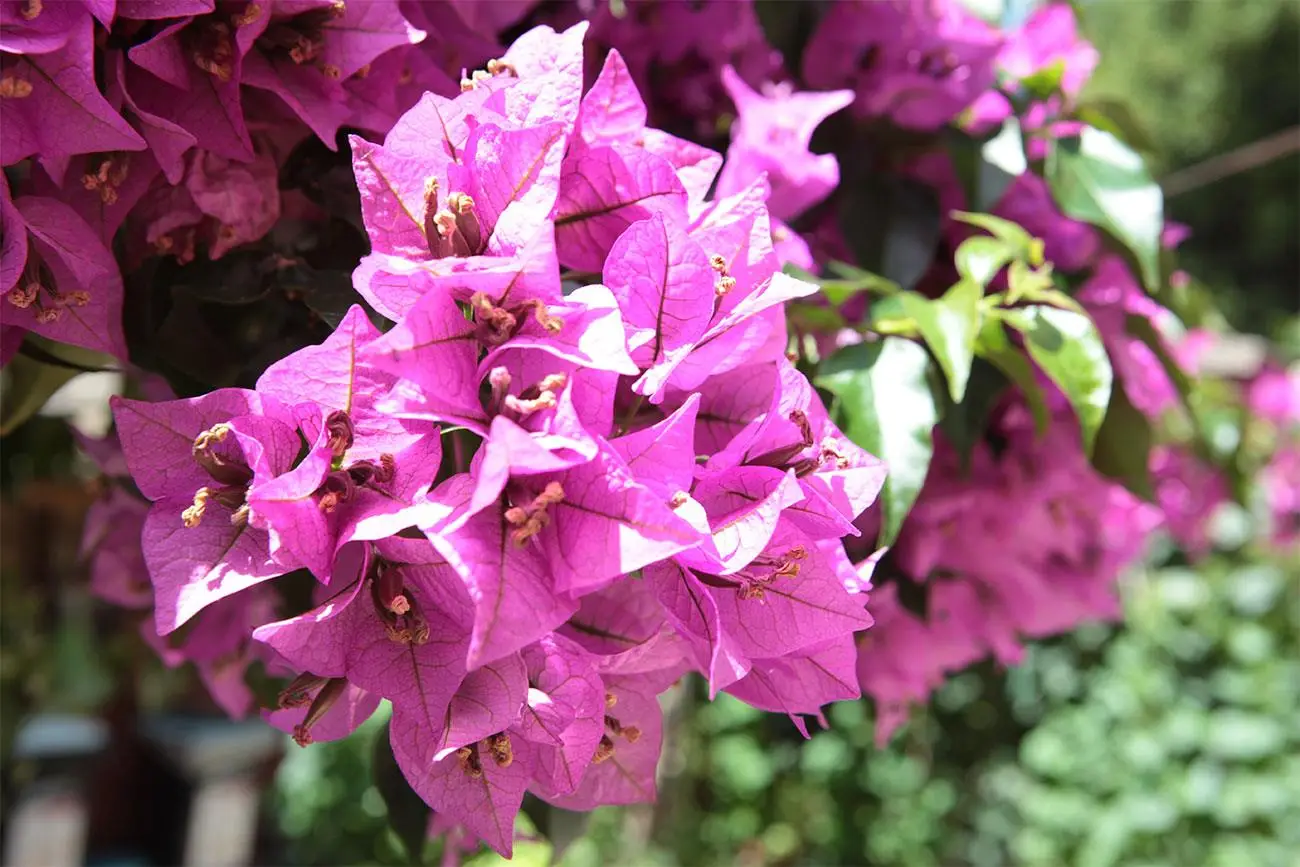 Bouganville con fiori secchi: ecco cosa fare per salvarla