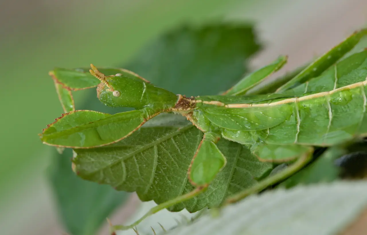 Come eliminare gli insetti che mangiano le foglie: ecco tre rimedi infallibili
