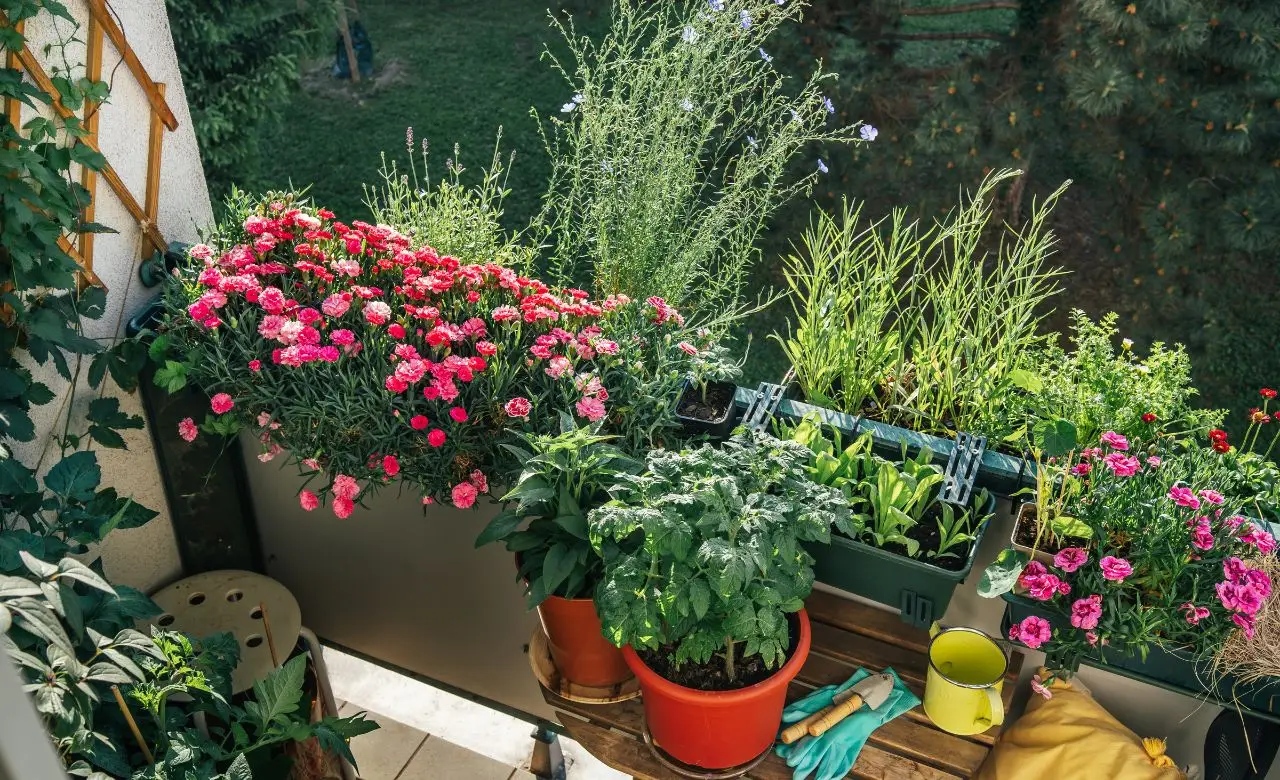 Attenzione: il sole forte può uccidere le tue piante. Difendile così anche in terrazzo