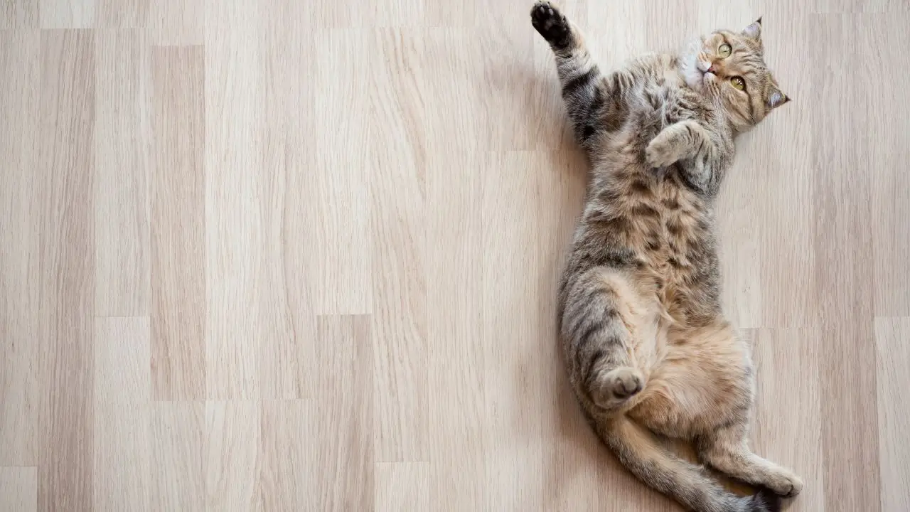 Allontanare i gatti in calore: i repellenti naturali più efficaci secondo gli esperti