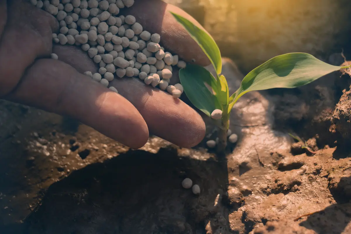 Hai sempre sbagliato a usare il concime granulare: ecco il trucco per non bruciare le piante