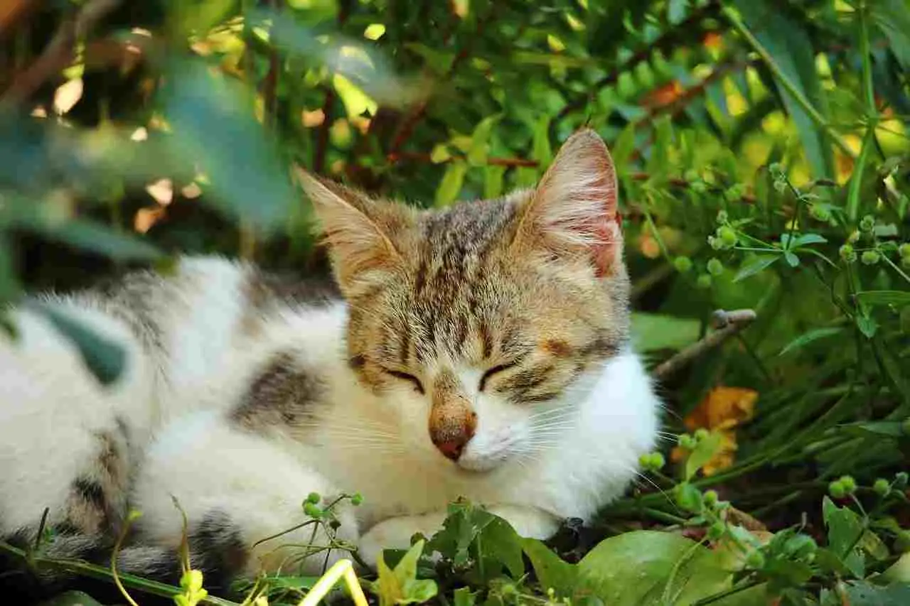 Gatti randagi nel tuo giardino o nell’orto? Pianta subito questa per allontanarli