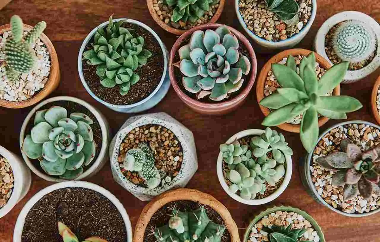 Vuoi coprire il giardino con piante grasse? Ecco le varietà tappezzanti che resistono al gelo