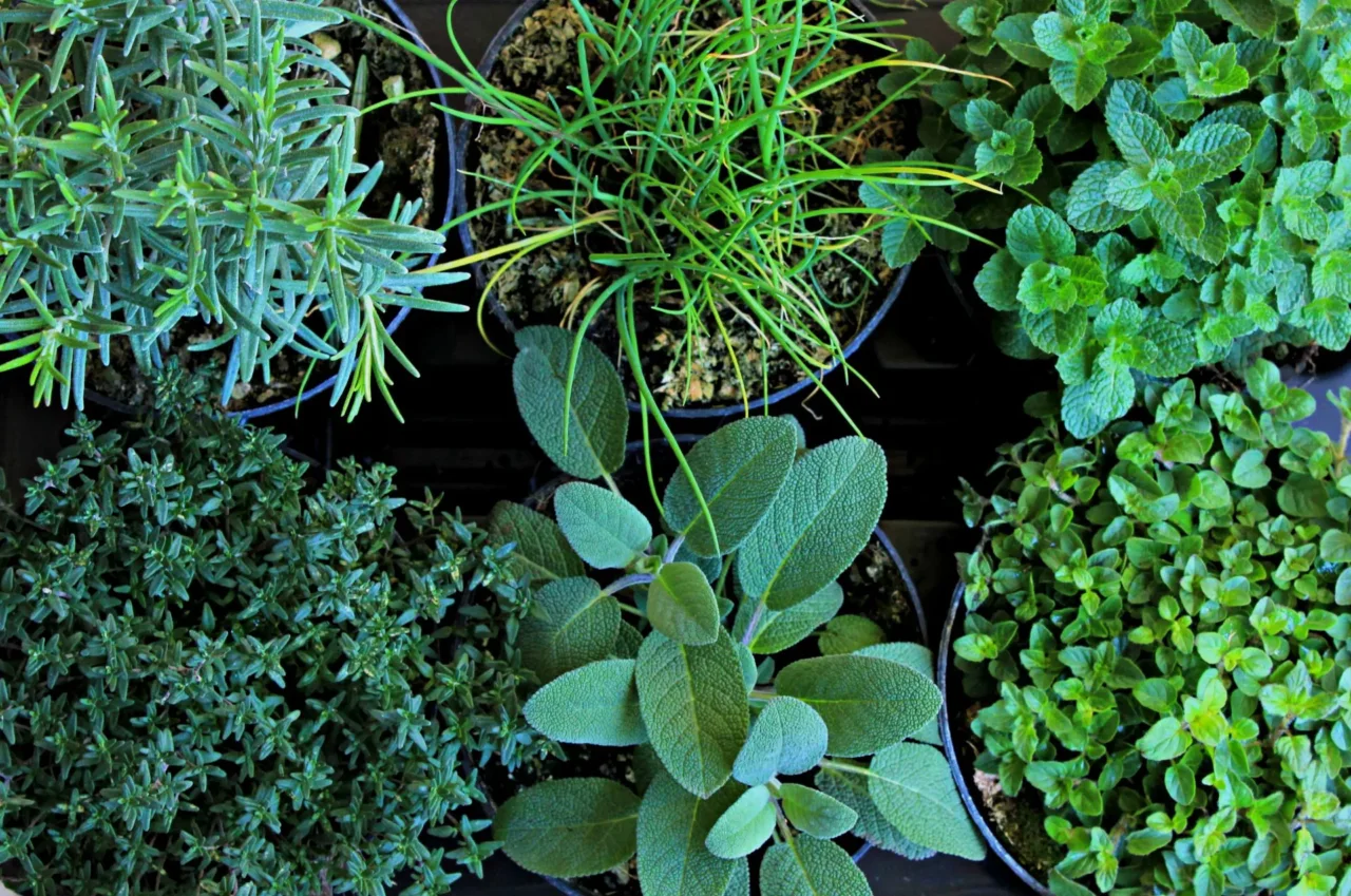 Le 5 piante aromatiche che resistono al sole cocente e crescono rigogliose anche in vaso