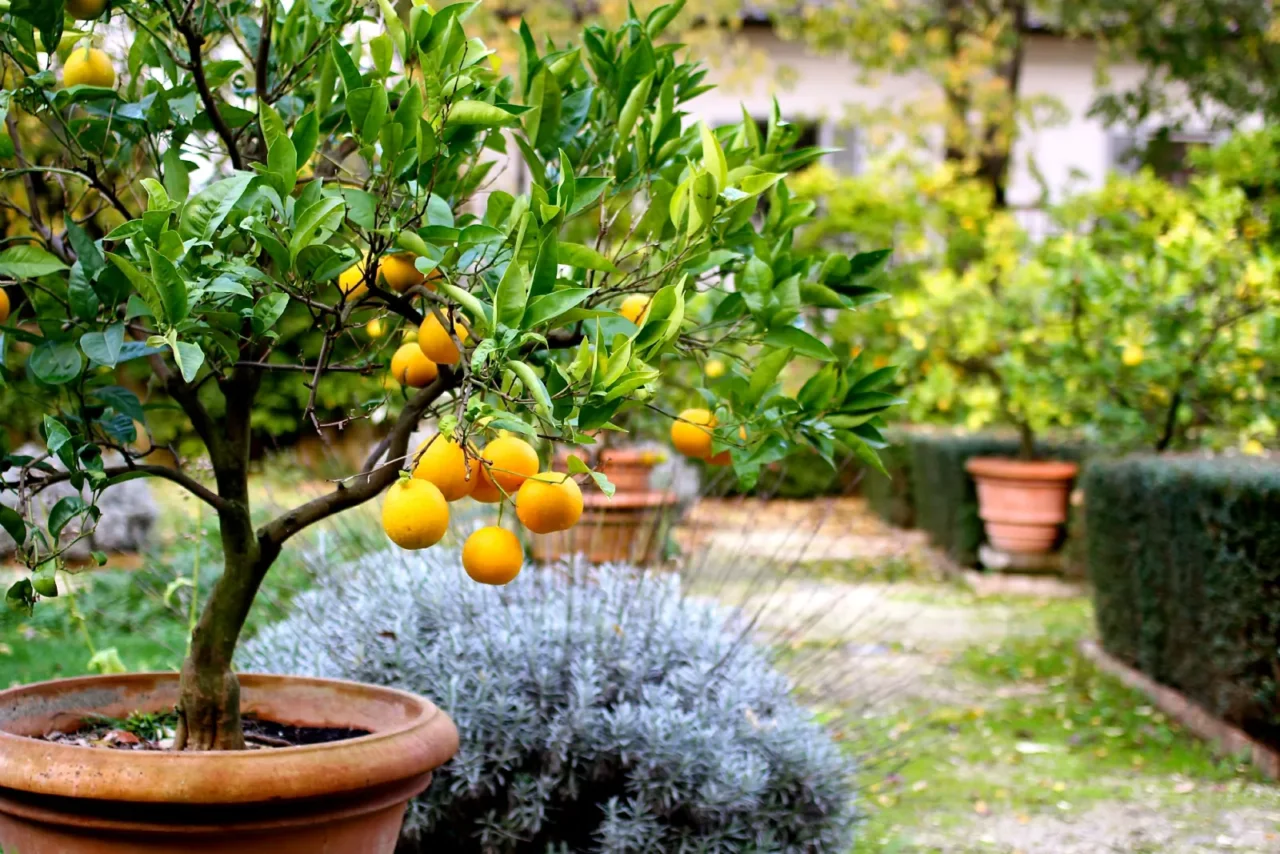 Giardino mediterraneo resistente e spettacolare: ecco le piante che non richiedono manutenzione