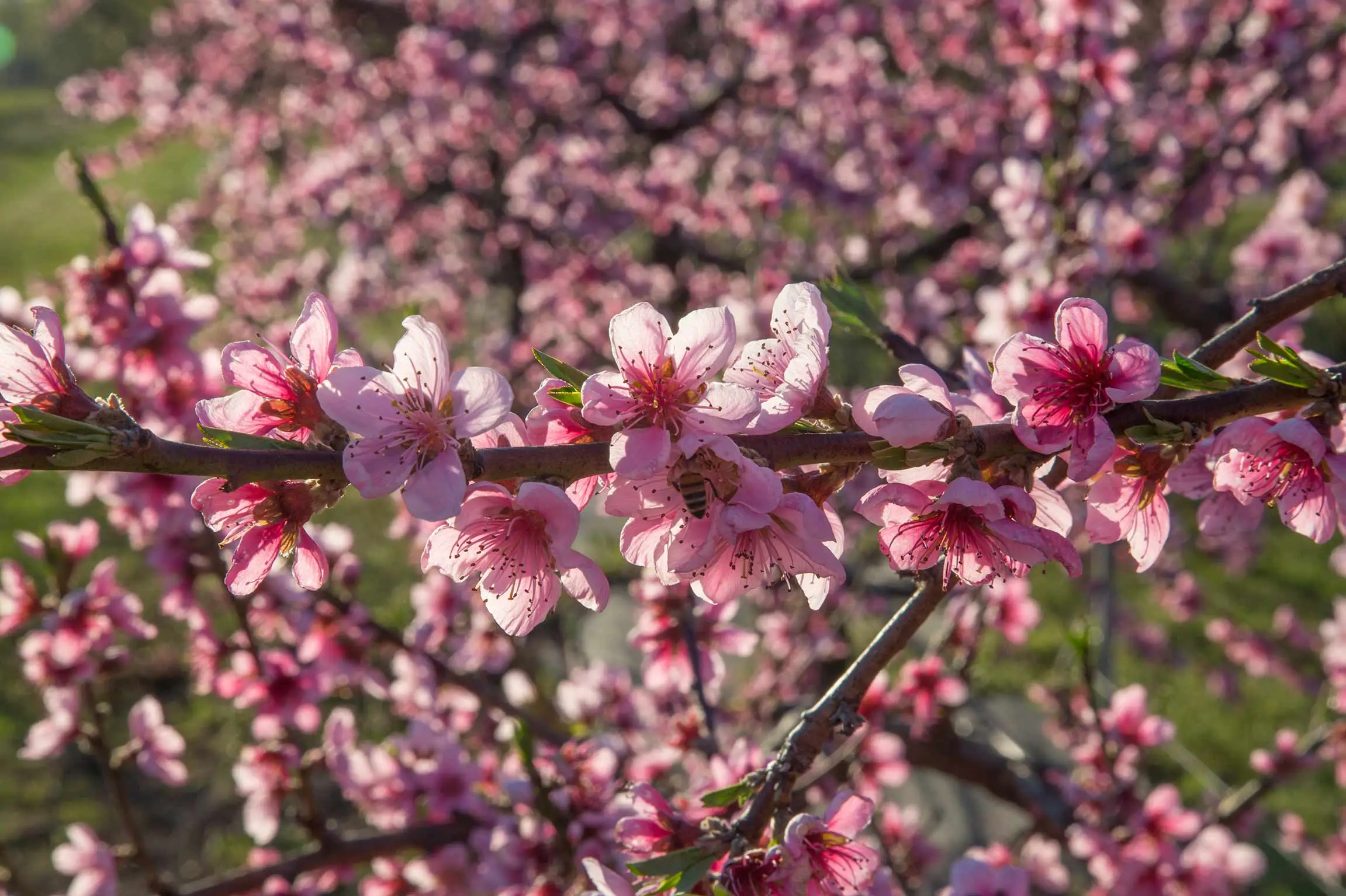 Non tagliare l’iris in questo momento o rovinerai la fioritura: ecco il periodo esatto